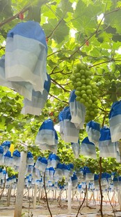 葡萄栽培