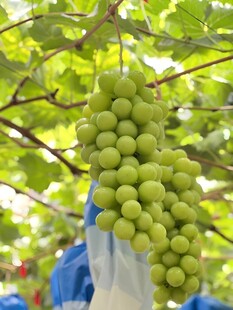 葡萄栽培