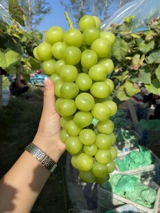 葡萄