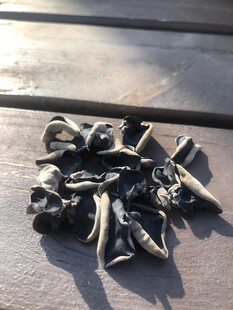 木耳