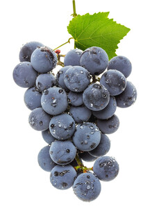 葡萄