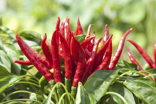 辣椒 尖椒 朝天椒