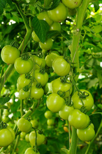 未成熟的蕃茄