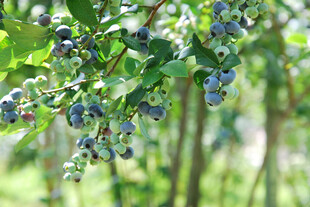 蓝莓 