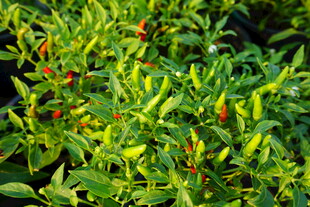 辣椒 青椒 尖椒