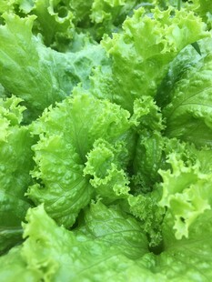 绿莴苣