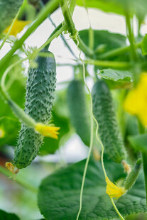 黄瓜