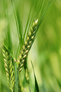 大麦 麦田 麦穗