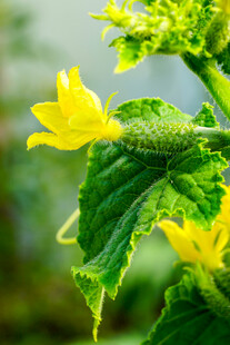 黄瓜花