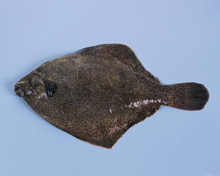 比目鱼