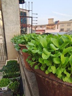 种菜盆栽