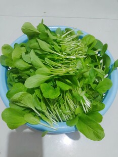 小青菜苗