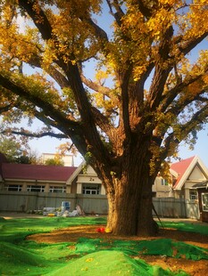 银杏树