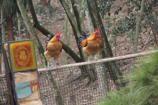 散养鸡
