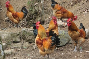 散养鸡
