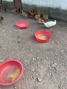 散养鸡