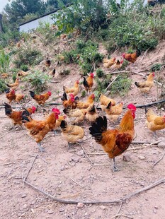 散养鸡