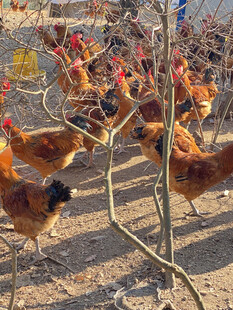 散养鸡