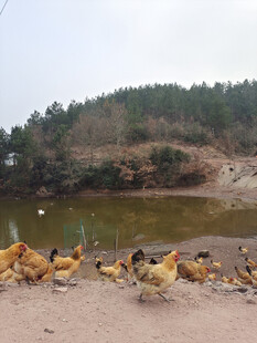散养鸡