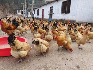 散养鸡