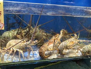 巨型龙虾