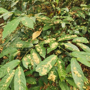 林中落下的花粉