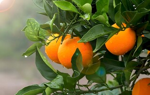 橙子栽培
