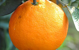 橙子栽培