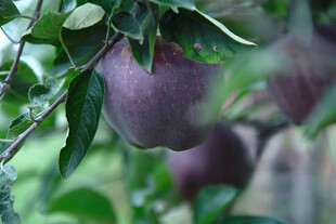 苹果栽培