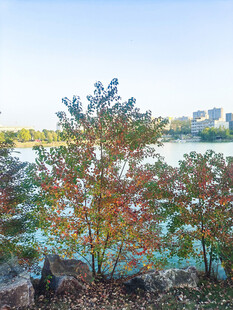 不同颜色的叶子