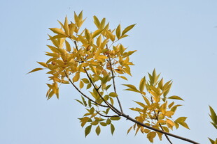 秋天金黄的叶子