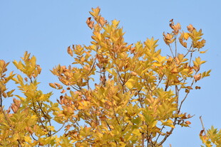 秋天金黄的叶子