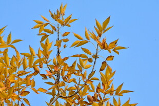 秋天金黄的叶子