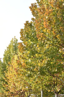 秋天金黄的叶子