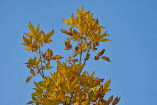 秋天金黄的叶子