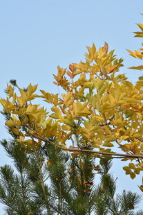 秋天金黄的叶子