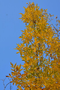 秋天金黄的叶子