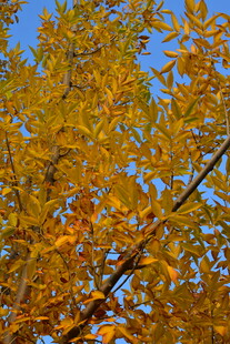 秋天金黄的叶子