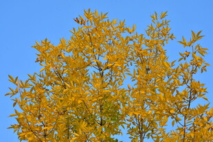 秋天金黄的叶子