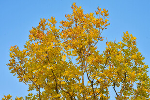 秋天金黄的叶子