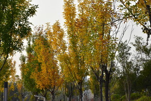 秋天金黄的叶子