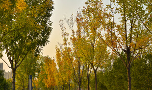 秋天金黄的叶子