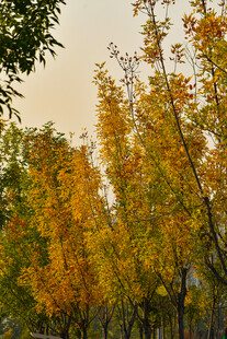 秋天金黄的叶子