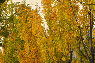 秋天金黄的叶子