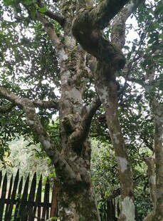 云南 茶山 茶叶 大树茶 