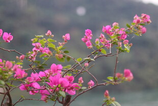 紫色茶朵 自然  风景