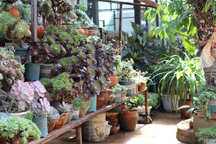 多肉 风景 旅游 