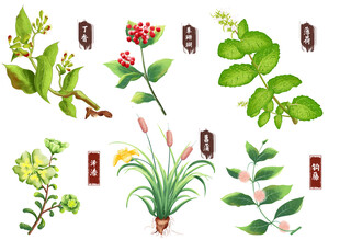  中药手绘 