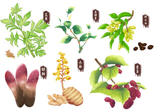  中药手绘