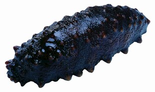 大连刺海参白底图